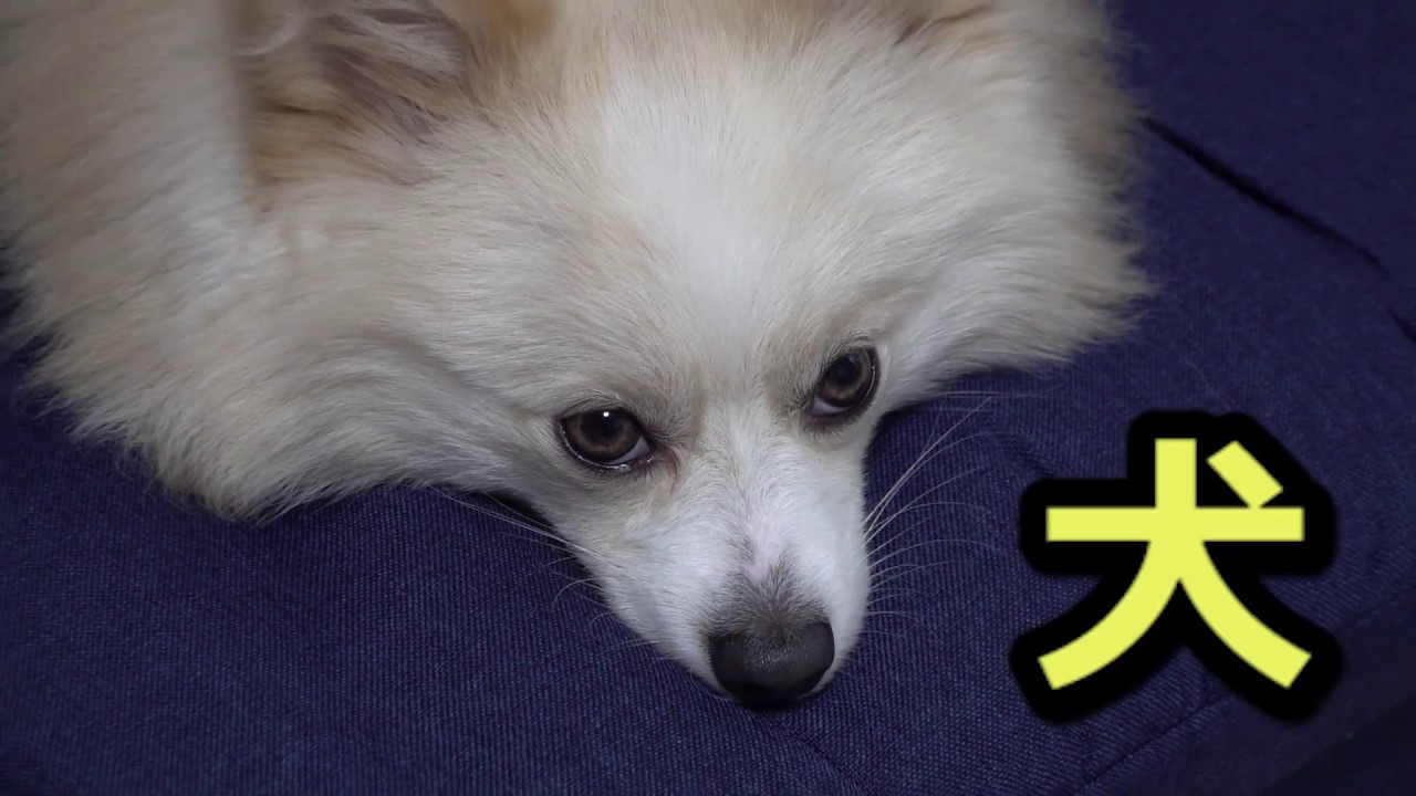 ポメラニアン 贅沢な暮らしを 大型犬小屋 Youtube