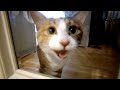 凶暴だった元野良猫が新入り子猫と遭遇した結果・・・