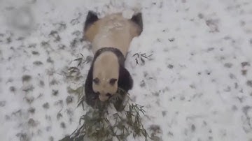 Giant panda enjoys playing in the snow