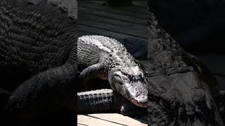Why do some animals have built-in sunscreen?