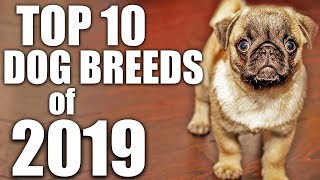 top 10 dog breeds 2019