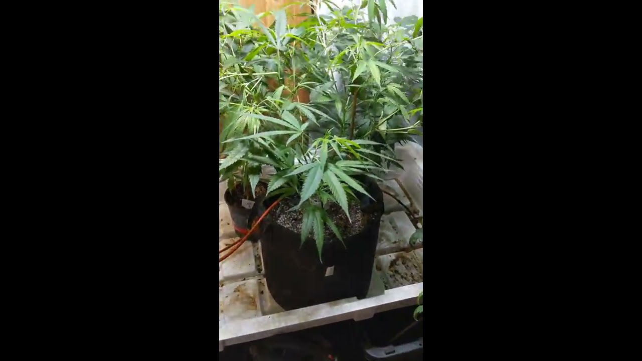 Cali O grow tent scrog net series #3