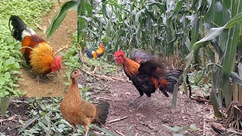 Gà rừng đập cánh cực hay và cái kết cùng nhau bảo vệ gà rừng.qaib qus ntxuaj ti zoo tiag tiag 