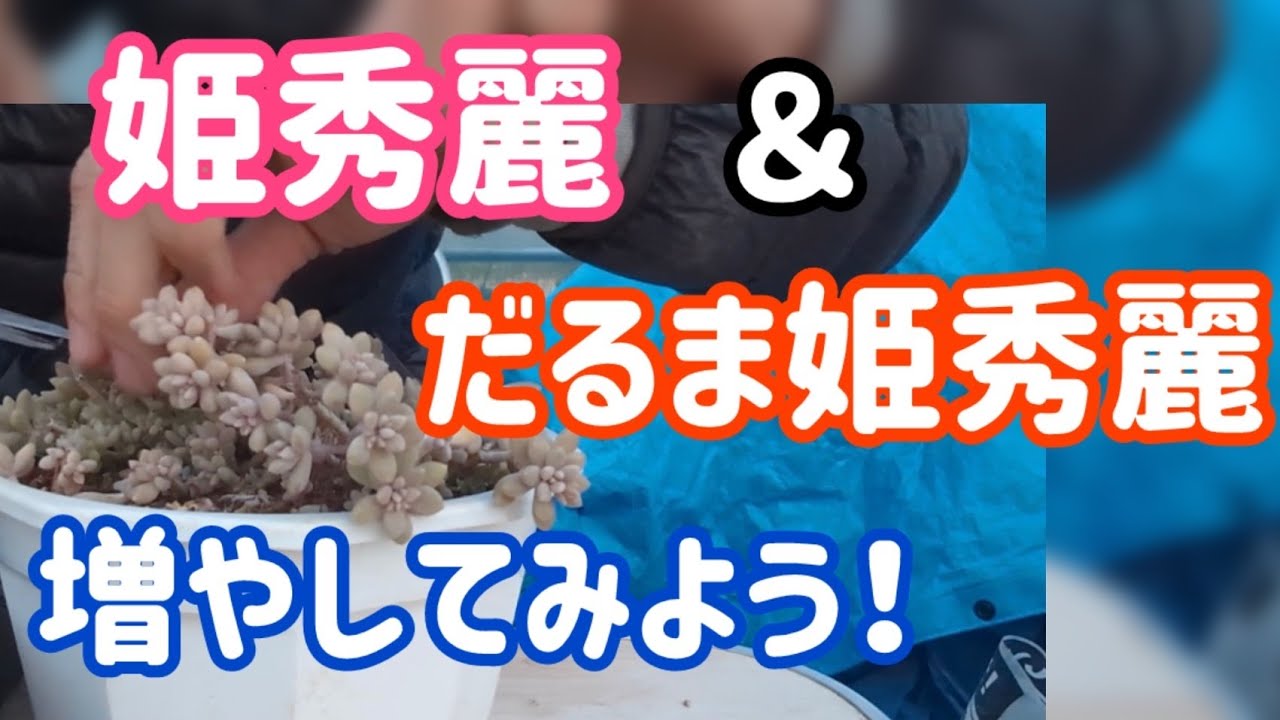 姫秀麗＆だるま姫秀麗を増やしてみよう‼️ - YouTube