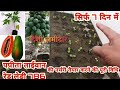 Red lady papaya nursery in protray||ताइवान रेड लेडी 786 पपीते की पूरी जानकारी ||Desi jamidar