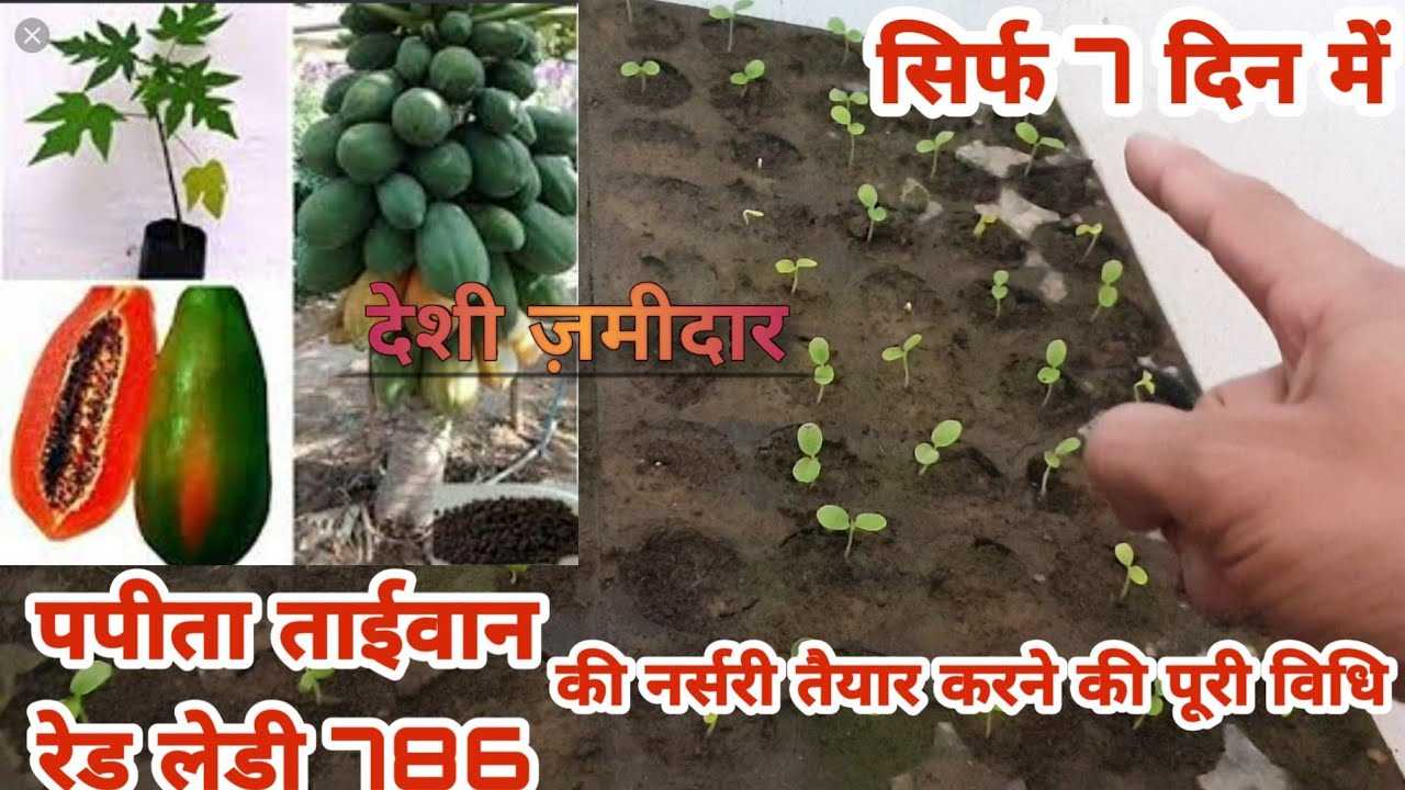 Red lady papaya nursery in protray||ताइवान रेड लेडी 786 पपीते की पूरी जानकारी ||Desi jamidar