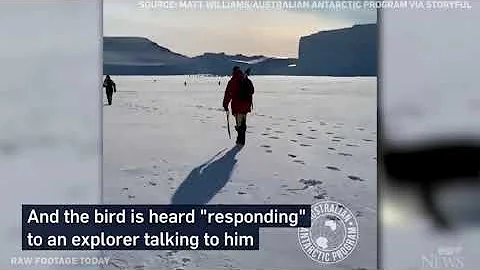 Penguin follows group of explorers in the Antarctic