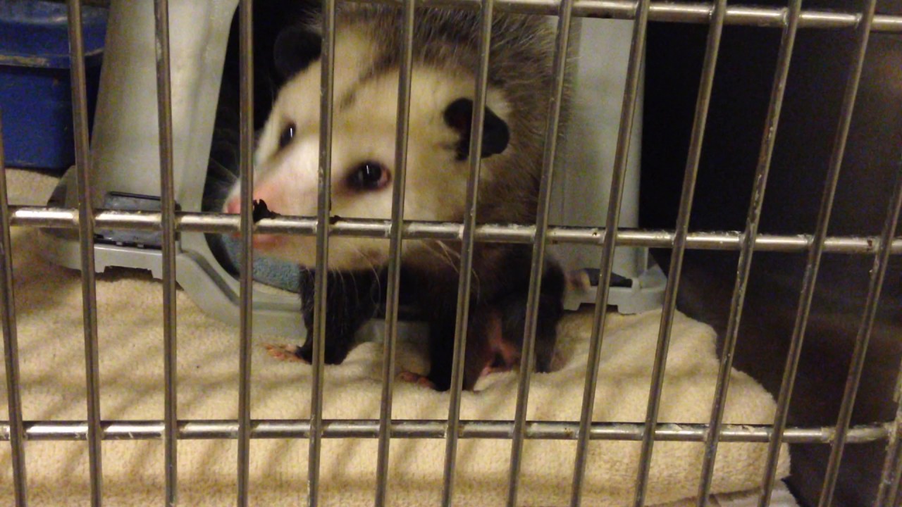 baby opossum skeleton Mother opossum and her joey