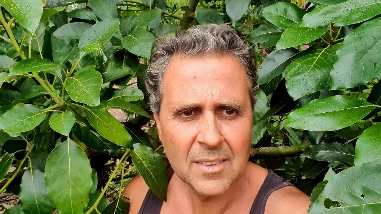 Pinkerton Tree Update + Summer Avocado Tree Tour