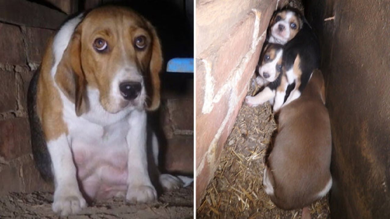 Why This Mommy Dog Hides Her Babies In The Wall Will Make You Cry - YouTube