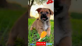 #shortvideo Dog launch preparation 😁 #pets #funny