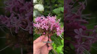 Uncover the Smelly Secret of the Peony: A Scenic Surprise