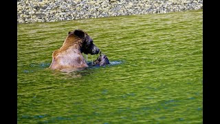 Bear Snorkelling for a Meal  Khutzeymateen Valley BC Canada 2023
