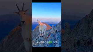 Mountain Goat Defies Gravity 😳  #shorts #facts #ikhanfacts