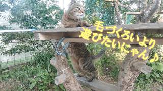 何がしたいのはなびちゃん？～おらほの家庭菜園～