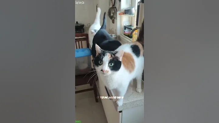 Video 11780701: cat funny boy, funny cat live, cute cats living, cat lovers