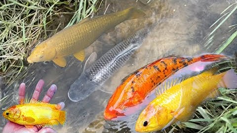 Bắt cá ở mương nước : Cá vàng , Cá ba đuôi , cá trắm , cá bống ,cá lóc ,cá dọn bể , con cua ,cá koi