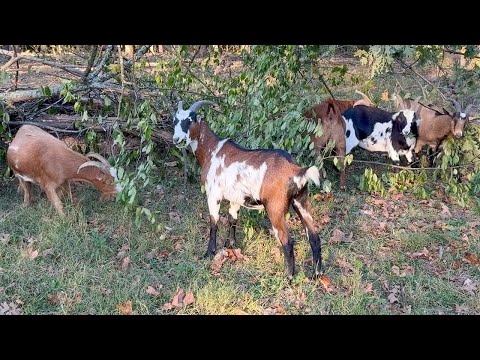 The All-You-Can-Eat Tree Buffet!