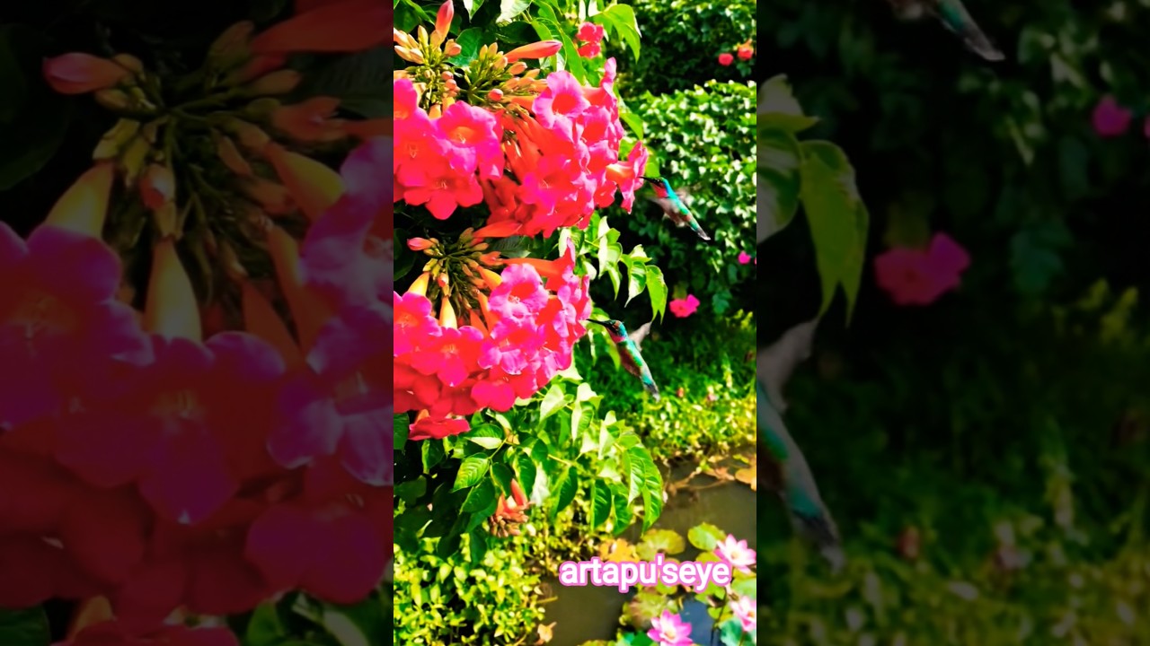 Flower🌷and huming bird🐦