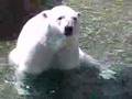 Barrycat polar bear in toronto zoo3