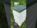 ￼ Sunday honeybee check on the grumpy Farmstead
