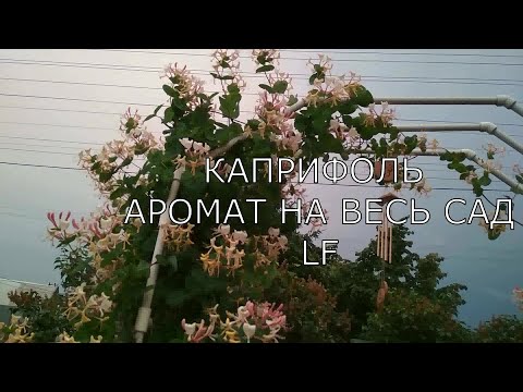 Видео: Жимолость каприфоль. Многолетняя ароматная лиана. Аромат на весь сад.