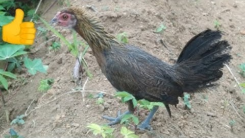 tiếng gà mái rừng kêu cục tác gọi trống 🆕🆕🆕 2022 poj qaib tsauj zoo tiag2 li 💯👍💯👍💯👍