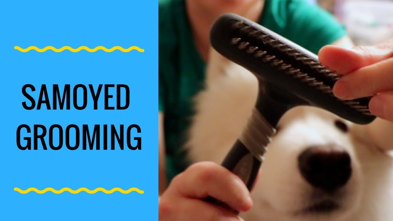 How to Groom a Samoyed Dog Part 1 (step by step) YouTube