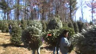 Shaking and bailing Christmas trees