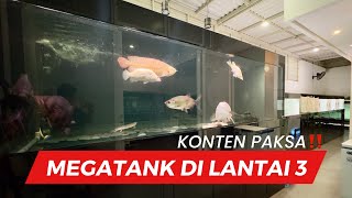 PAKSA SILENT HOBIES SHOWS OFF LUXURIOUS AND RARE PREDATOR FISH!!! MANY MEGATANKS ON THE 3RD FLOOR...