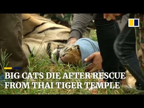 86 tigers die after being rescued from Thai temple