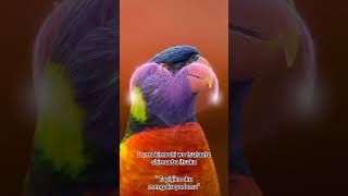 Rizky Ayuba - Kimi No Toriko (Lyrics)‼️Ki minno tori ko ni natte, shimae ba kitto