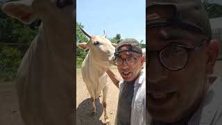 Tofu, bhola and gang