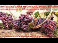 Виноград ЗАРЯ НЕСВЕТАЯ - бархатный мускат во вкусе, ранний срок созревания, крупные ягоды и грозди.