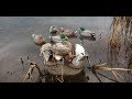 Динамичная охота на северную утку 7.10. 2017 Смотрите до конца duck hunting