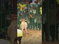 🔥👑RTS சுரேந்திரன்😱தரமான ஆட்டம் கல்லை செவலை rts surenthiran Jallikattu lover whatsapp status👌👑Rts rts