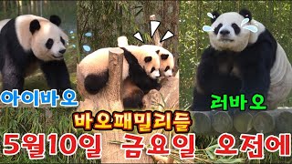 에버랜드 판다월드 2024년 5월 10일 금요일 ☆바오패밀리들 보러왔어요 ☆ by panda stick 월드 33,244 views 6 days ago 14 minutes, 48 seconds