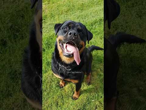 Normal dogs vs