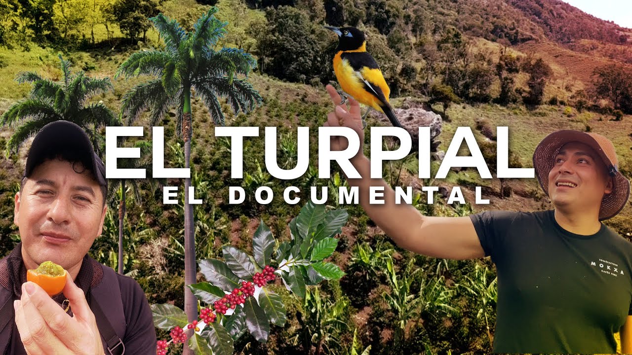 FINCA EL TURPIAL - DOCUMENTAL - CAFÉ TIPO EXPORTACIÓN