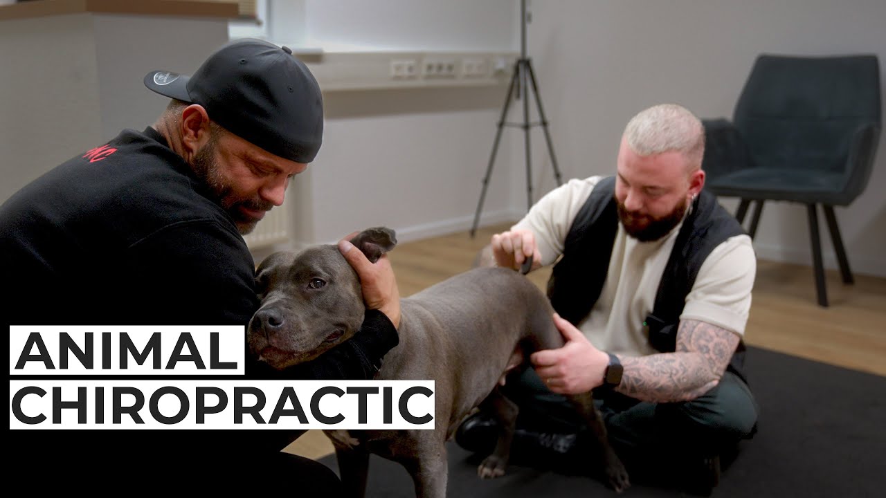 Pitbull wird behandelt.. | Bones Hands Animals | Animal Chiropractic