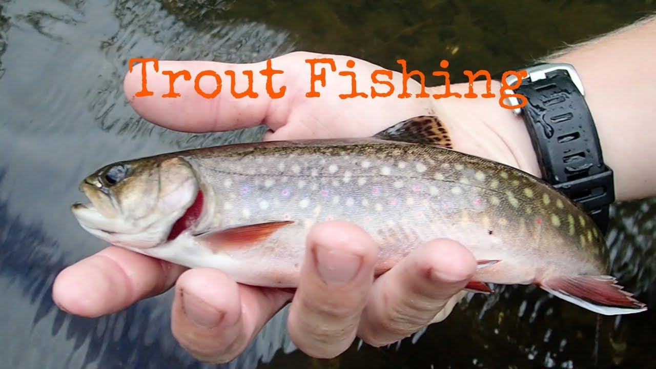 Trout Fishing in Wisconsin - YouTube