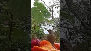 SABIÁ e TICO TICO REI no comedouro: mesmo em tempo chuvoso!!