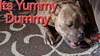 Shadow Eating His Turkey Bone