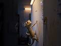 Insects That Secure 🔐 Your House Secretly #ai #fyp#viral #shorts #ytshorts #lizard #danger