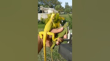Albino PH Axanthic  and PH DH SNOW