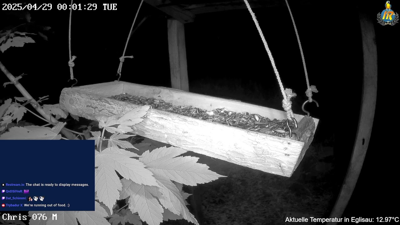 Bird Feeder Live in Switzerland 