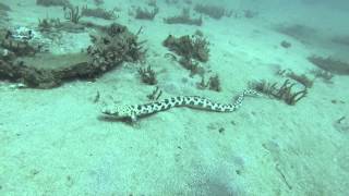 The Spotted snake eel (Ophichthus ophis)