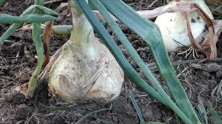 When to Harvest Sweet Onions @timjturner