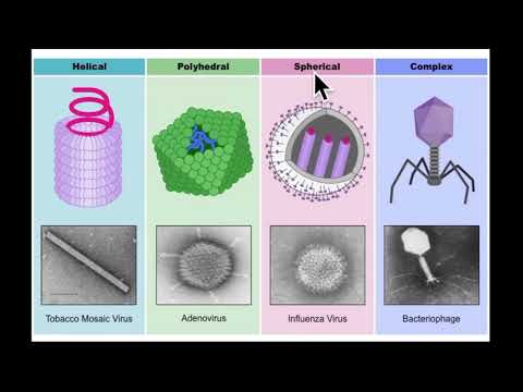 فيديو: ما هو الفيروس متعدد الأشكال؟