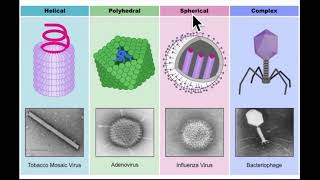 ما هو الفيروس what is a virus ?